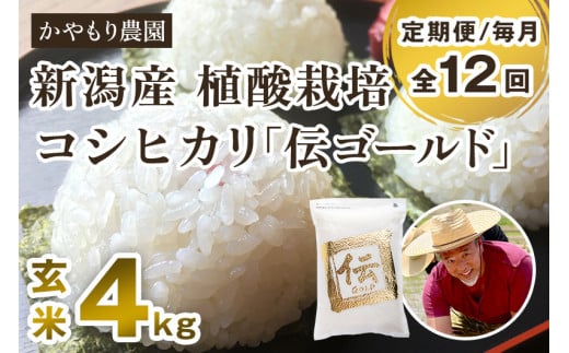 【令和6年産米】【定期便12ヶ月毎月お届け】新潟産コシヒカリ「伝ゴールド」真空パック 玄米4kg(2kg×2) 南麻布の高級料亭で提供される極上米 かやもり農園新潟県加茂市264000米・パン白米