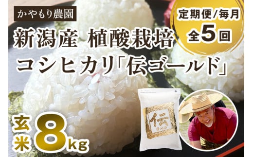 【令和6年産米】【定期便5ヶ月毎月お届け】新潟産コシヒカリ「伝ゴールド」真空パック 玄米8kg(2kg×4) 南麻布の高級料亭で提供される極上米 かやもり農園新潟県加茂市220000米・パン白米