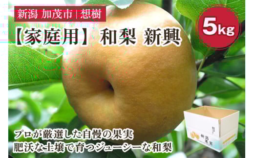 【2025年先行予約】【家庭用】新潟県産和梨 新興 約5s(6〜14玉) 《10月中旬から順次発送》梨 なし ナシ 新興 しんこう  果物 果樹 フルーツ 樹上完熟 加茂果樹専門家集団 加茂市 想樹新潟