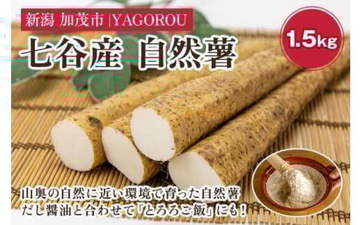 【新潟県加茂市七谷産】自然薯 1.5kg 《12月上旬〜順次発送》じねんじょ 山芋 とろろかけご飯 豊かな山水で育った自然薯 加茂市 YAGOROU ヤゴロウ新潟県加茂市13000野菜・きのこ大根・ニンジン