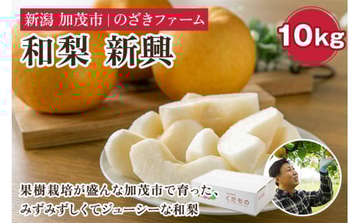 【2025年先行予約】新潟県加茂市産 和梨 新興10kg(14〜28玉)〈10月下旬〜順次出荷〉  なし ナシ しんこう 果物 フルーツ 秋の味覚 加茂市 のざきファーム新潟県加茂市20000果物・フルーツりん