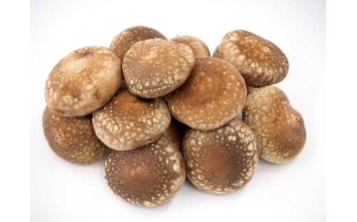 【2025年先行予約】加茂市の生しいたけ  約500g(10〜15個)《10月下旬〜順次発送》青木農園で栽培された椎茸 きのこ 秋の味覚 加茂市 マルダイ有本商店新潟県加茂市6000野菜・きのこきのこ