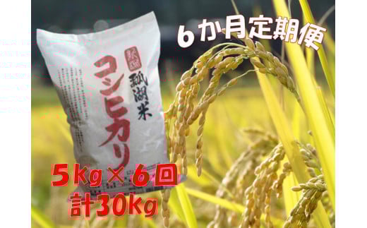 y ߘa7NYV zy6ցzVY RVqJuZΕāv 5kg×6  1N09102Vs102000āEp
