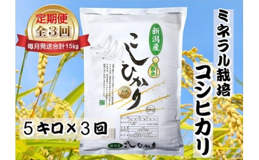 【令和7年産新米】3ヶ月定期便 ミネラル栽培こしひかり 5kg×3回 計15kg 白米 精米 井上米穀店  1I12046新潟県阿賀野市46000米・パン白米