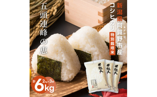 【令和7年産新米】新潟産 コシヒカリ 特別栽培米 6kg (2kg×3) 米杜氏 壱成 白米 精米 1H36023新潟県阿賀野市23000米・パン白米