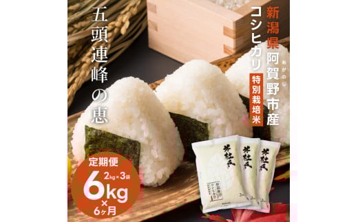 【令和7年産新米】【6ヶ月定期便】新潟産 コシヒカリ 特別栽培米 6kg(2kg×3)×6回 米杜氏 壱成 白米 精米 1H38133新潟県阿賀野市133000米・パン白米