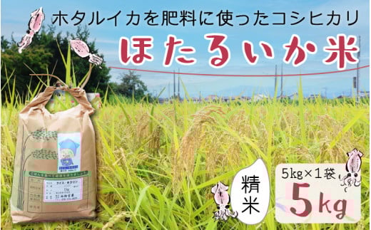 【先行予約】【新米】ほたるいか米(新米/精米5kg)25年10月以降順次配送予定 【訳あり 米 コシヒカリ こしひかり ほたるいか ホタルイカ お米 ブランド米 富山 滑川 令和7年産】富山県滑