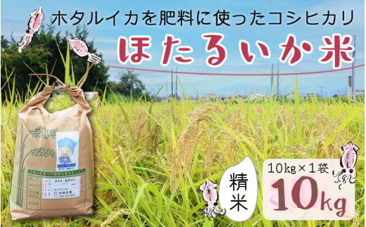 【訳あり】ほたるいか米(精米10kg)【通年発送】 【訳あり 米 コシヒカリ こしひかり ほたるいか ホタルイカ お米 ブランド米 富山 滑川】富山県滑川市25000米・パン白米