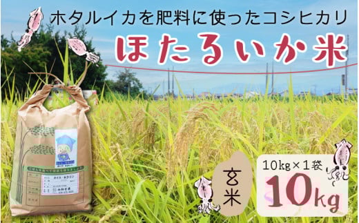 【先行予約】【新米】ほたるいか米(新米/玄米10kg)25年10月以降順次配送予定 【訳あり 米 コシヒカリ こしひかり ほたるいか ホタルイカ お米 ブランド米 富山 滑川 令和7年産 】富山県滑