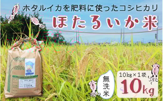 【先行予約】【新米】ほたるいか米(新米/無洗米10kg)25年10月以降順次配送予定【 訳あり 米 コシヒカリ こしひかり ほたるいか ホタルイカ お米 ブランド米 富山 滑川 新米 無洗米 むせん