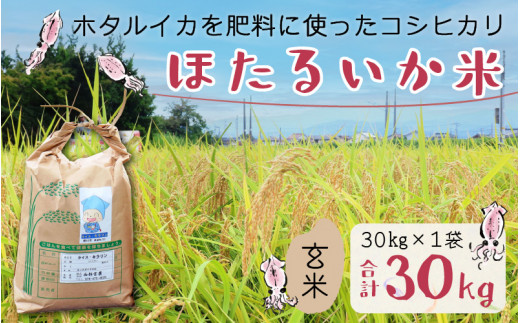 【訳あり】ほたるいか米(玄米30kg)【通年発送】 【訳あり 米 コシヒカリ こしひかり ほたるいか ホタルイカ お米 ブランド米 富山 滑川】富山県滑川市60000米・パン白米