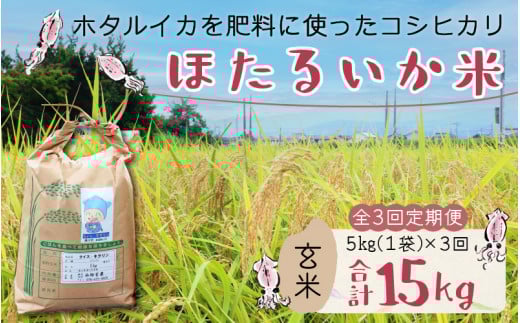 【先行予約】【新米】ほたるいか米(玄米5kg)×3回 計15kg【3ヶ月定期便】25年10月開始【訳あり 米 コシヒカリ こしひかり ほたるいか ホタルイカ お米 ブランド米 富山 滑川】富山県滑川市