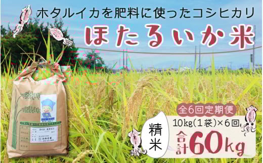 【先行予約】【新米】ほたるいか米(精米10kg)×6回 計60kg【6ヶ月定期便】25年10月開始【訳あり 米 コシヒカリ こしひかり ほたるいか ホタルイカ お米 ブランド米 富山 滑川】富山県滑川市1