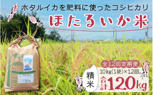 【訳あり】ほたるいか米(精米10kg)×12回 計120kg【12ヶ月定期便】【訳あり 米 コシヒカリ こしひかり ほたるいか ホタルイカ お米 ブランド米 富山 滑川】富山県滑川市300000米・パン白米