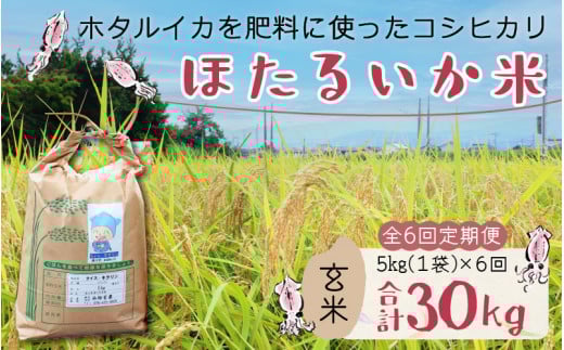 【先行予約】【新米】ほたるいか米(玄米5kg)×6回 計30kg【6ヶ月定期便】25年10月開始【訳あり 米 コシヒカリ こしひかり ほたるいか ホタルイカ お米 ブランド米 富山 滑川】富山県滑川市