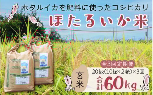 【先行予約】【新米】ほたるいか米(玄米20kg)×3回 計60kg【3ヶ月定期便】25年10月開始 【訳あり 米 コシヒカリ こしひかり ほたるいか ホタルイカ お米 ブランド米 富山 滑川】富山県滑川市