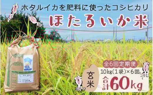 【先行予約】【新米】ほたるいか米(玄米10kg)×6回 計60kg【6ヶ月定期便】25年10月開始【訳あり 米 コシヒカリ こしひかり ほたるいか ホタルイカ お米 ブランド米 富山 滑川】富山県滑川市1
