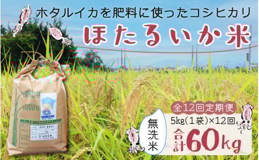 【訳あり】ほたるいか米(無洗米5kg)×12回 計60kg【12ヶ月定期便】【訳あり 米 コシヒカリ こしひかり ほたるいか ホタルイカ お米 ブランド米 富山 滑川】富山県滑川市204000米・パン白米