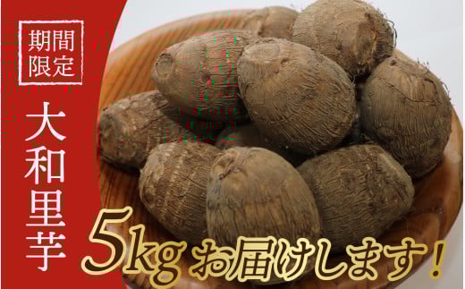 【先行予約】さといも 大和里芋(やまと)5kg【2025年11月上旬より順次発送予定】 | 野菜 芋 イモ 根菜 いも 煮物 旬 味覚 秋富山県滑川市19000野菜・きのこ大根・ニンジン・根菜類