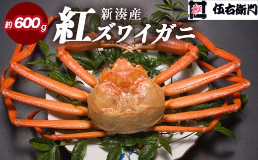 【伍右衛門】新湊産紅ズワイガニ約600g|ずわい蟹 ずわいガニ ズワイガニ ※離島への配送不可 ※2025年10月上旬〜2026年3月下旬頃 ※発送まで1か月以上かかる場合があります。富山県射水市210