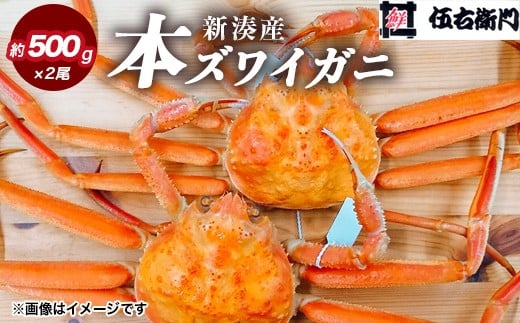 【伍右衛門】新湊産本ズワイガニ約500g×2尾|海鮮 お祝い 集まり メニュー 冬の味覚 新鮮 国産 富山県産 ※離島への配送不可 ※2025年11月上旬〜2026年3月中旬頃 ※発送まで1か月以上かかる場