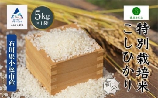 コシヒカリ 5kg 特別栽培米 令和7年産 こしひかり 精米 新米 コメ お米 こめ 石川県 小松市 【農家ふじた】石川県小松市20000米・パン白米