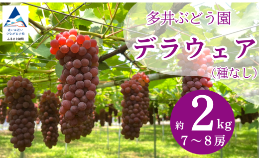 【 2026年 先行予約】ぶどう デラウェア  2kg(7房〜8房) 果物 ぶどう 葡萄 ぶどうふるさと納税 フルーツ 【多井ぶどう園】石川県小松市12000果物・フルーツマスカット・ぶどう