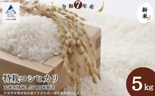 特栽コシヒカリ玄米5s 精米したて白米発送石川県小松市16000米・パン白米