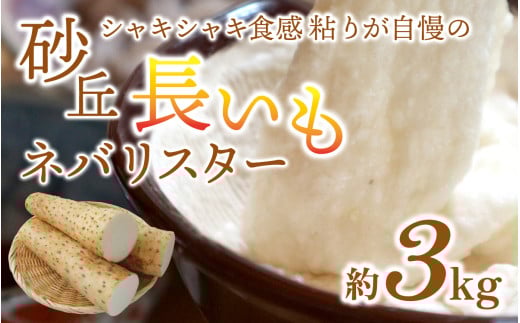 【先行予約】【2025年収穫分】長いも ネバリスター 1箱 3kg石川県かほく市12000野菜・きのこ大根・ニンジン・根菜類