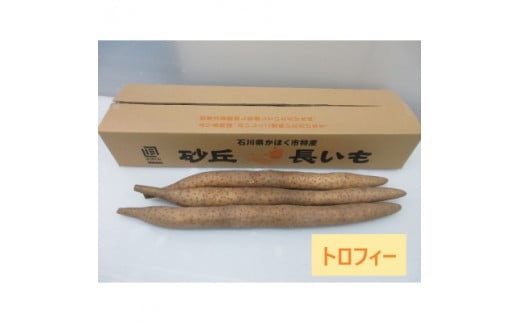 【先行予約】【2025年収穫分】長いも(トロフィー)1箱 5kg石川県かほく市18000野菜・きのこ大根・ニンジン・根菜類