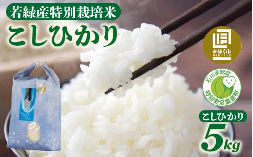 【先行予約】若緑産 特別栽培米「こしひかり」【2025年11月発送】石川県かほく市14000米・パン白米