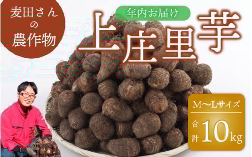 【先行予約】【年内お届け】麦田さんの農作物 上庄里芋 10kg M〜Lサイズ 【2025年10月中旬より順次発送】福井県大野市25000野菜・きのこ大根・ニンジン・根菜類