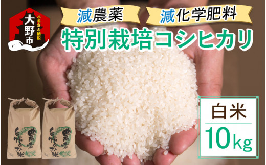 【先行予約】【令和7年産 新米】減農薬・減化学肥料の特別栽培コシヒカリ 白米 10kg(5kg×2)農家直送福井県大野市27000米・パン白米