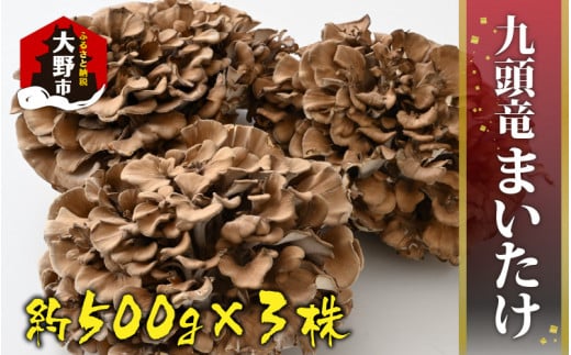 九頭竜まいたけ 3株入り福井県大野市16000野菜・きのこきのこ