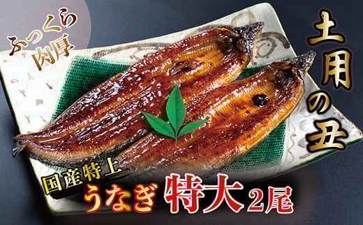 国産!特上うなぎのかば焼き 約250g × 2尾福井県越前市19000魚介・海産物うなぎ