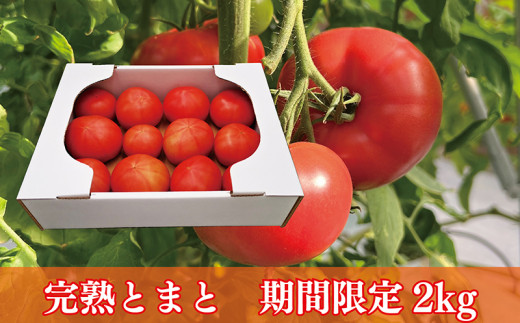 リコピンたっぷり完熟トマト 2Kg福井県越前市10000野菜・きのこトマト