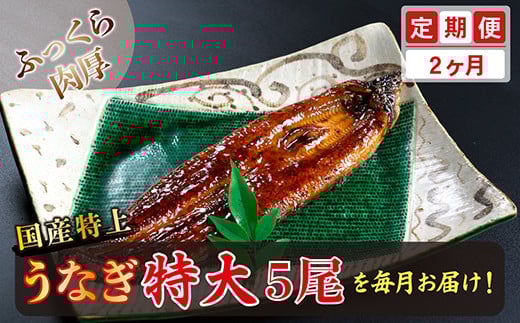 【定期便2回】国産!特上うなぎのかば焼き 約250g × 5尾 × 2回お届け (毎月お届け)福井県越前市100000魚介・海産物うなぎ
