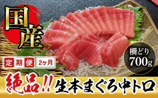 【定期便2回】冷蔵でお届け!大満足!生本マグロ 中トロ(柵どり) 700g × 2回お届け (毎月お届け)福井県越前市80000魚介・海産物鮮魚