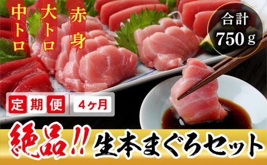 【定期便4回】冷蔵でお届け!人気の生本マグロ堪能セット(柵どり) 計750g × 4回お届け (毎月お届け)福井県越前市160000魚介・海産物鮮魚
