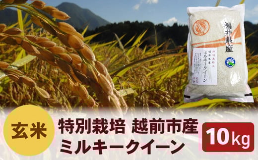 【令和6年度新米 玄米】特別栽培 越前市産ミルキークイーン 10kg福井県越前市17000米・パン白米
