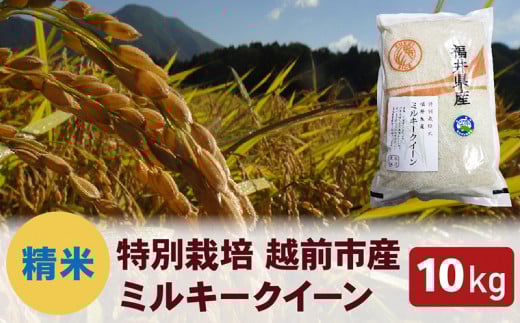 【令和6年度新米 精米】特別栽培 越前市産ミルキークイーン 10kg福井県越前市19000米・パン白米