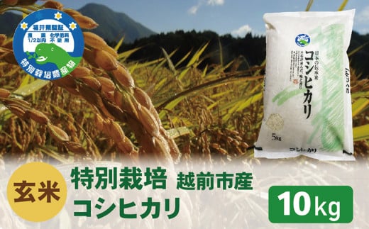 【令和6年度新米 玄米】特別栽培 越前市産コシヒカリ 10kg福井県越前市17000米・パン白米
