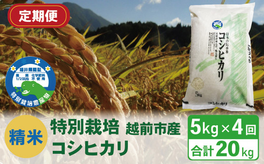 【定期便4回】(令和6年度新米 精米)特別栽培 越前市産コシヒカリ 5kg×4回福井県越前市40000米・パン白米