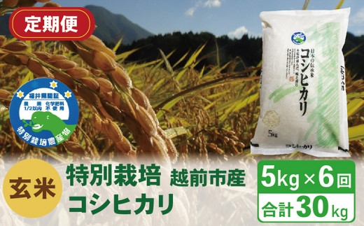 【定期便6回】(令和6年度新米 玄米)特別栽培 越前市産コシヒカリ 5kg×6回福井県越前市54000米・パン白米