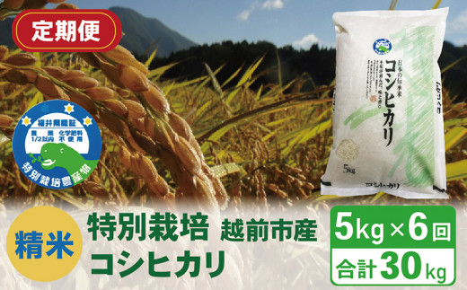 【定期便6回】(令和6年度新米 精米)特別栽培 越前市産コシヒカリ 5kg×6回福井県越前市60000米・パン白米