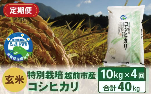 【定期便4回】(令和6年度新米 玄米)特別栽培 越前市産コシヒカリ  10kg×4回福井県越前市68000米・パン白米