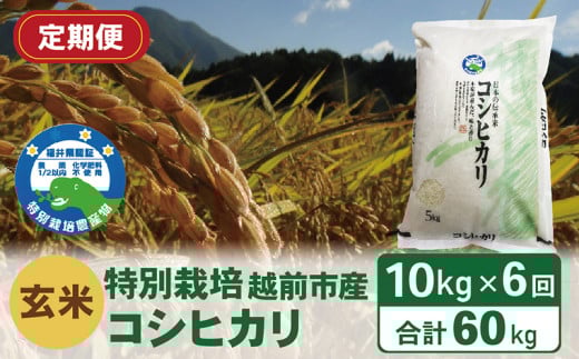 【定期便6回】(令和6年度新米 玄米)特別栽培 越前市産コシヒカリ  10kg×6回福井県越前市102000米・パン白米