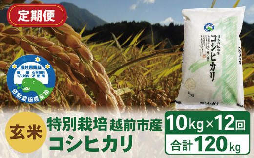 【定期便12回】(令和6年度新米 玄米)特別栽培 越前市産コシヒカリ  10kg×12回福井県越前市204000米・パン白米