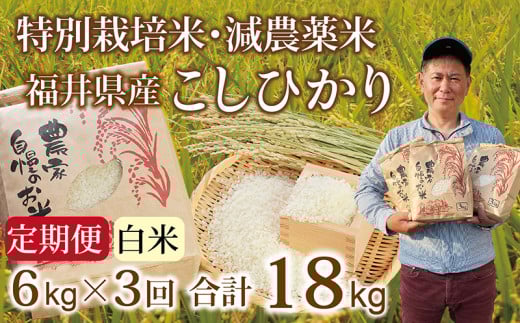 〈先行予約・新米〉【定期便3回】減農薬米 こしひかり  6kg(3kg×2袋)/令和7年 福井県産 (白米)2025年10月発送 人気品種 少量サイズ便利福井県越前市42000米・パン白米