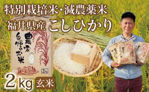 〈先行予約・新米〉減農薬米 こしひかり 2kg /令和6年福井県産(玄米)2024年10月発送 人気品種 少量サイズ便利福井県越前市5000米・パン白米
